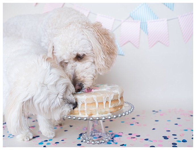 dog smash cake gender reveal food ideas