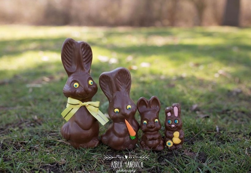 chocolate bunny Easter pregnancy announcement