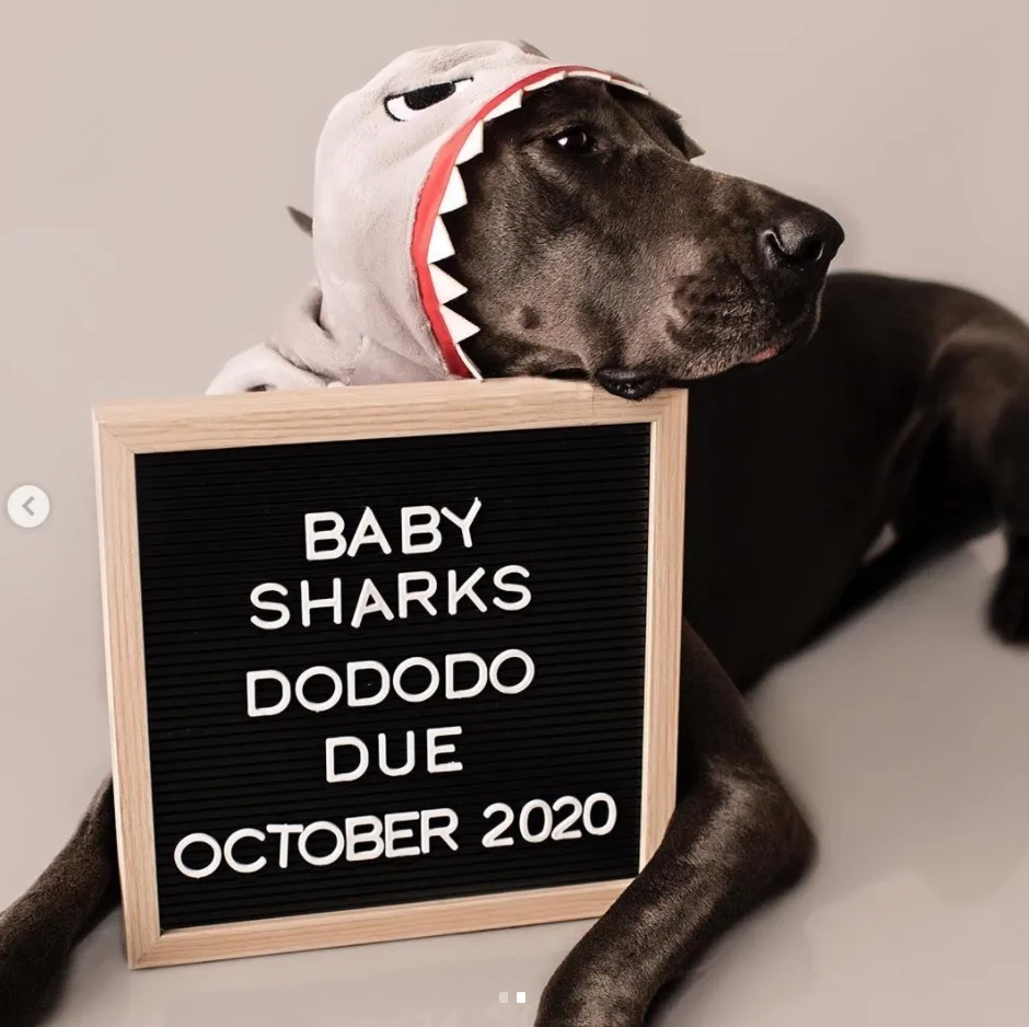Dog pregnancy announcement with baby shark towel and letter board