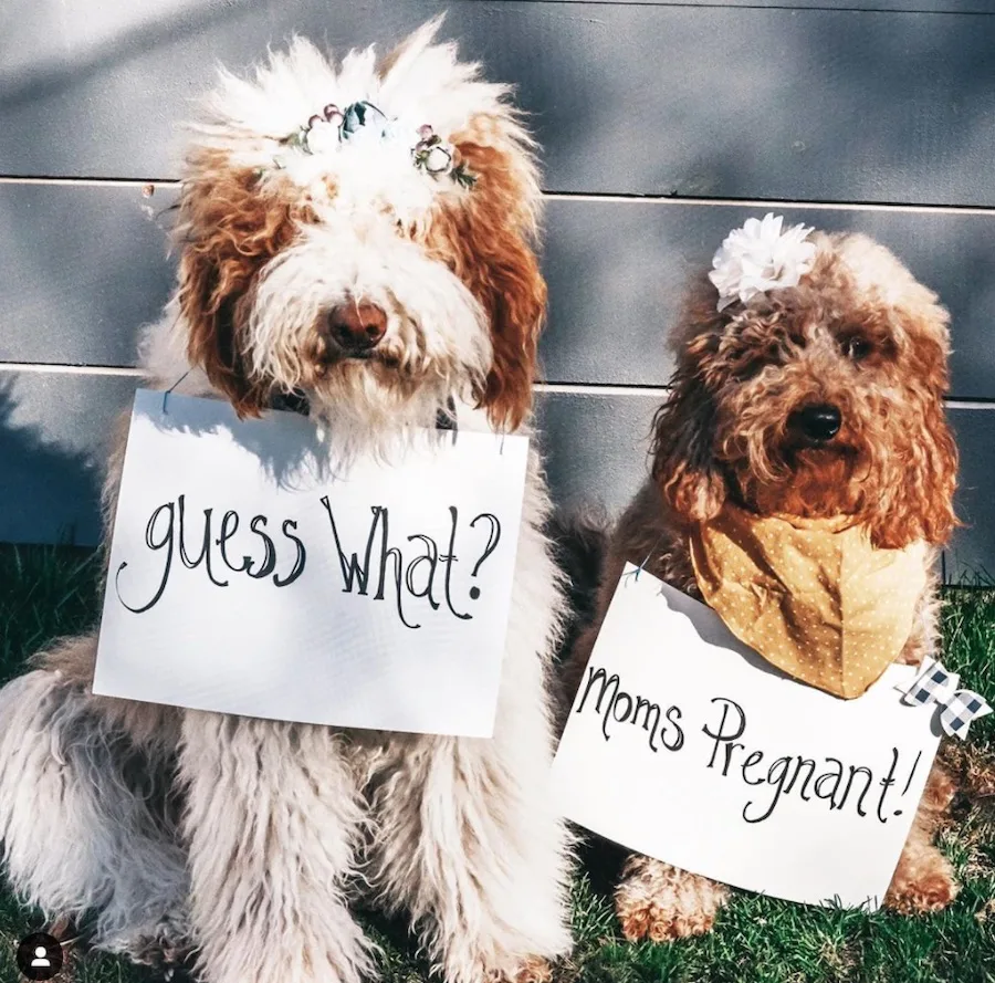 two Goldendoodle dogs to announce baby 