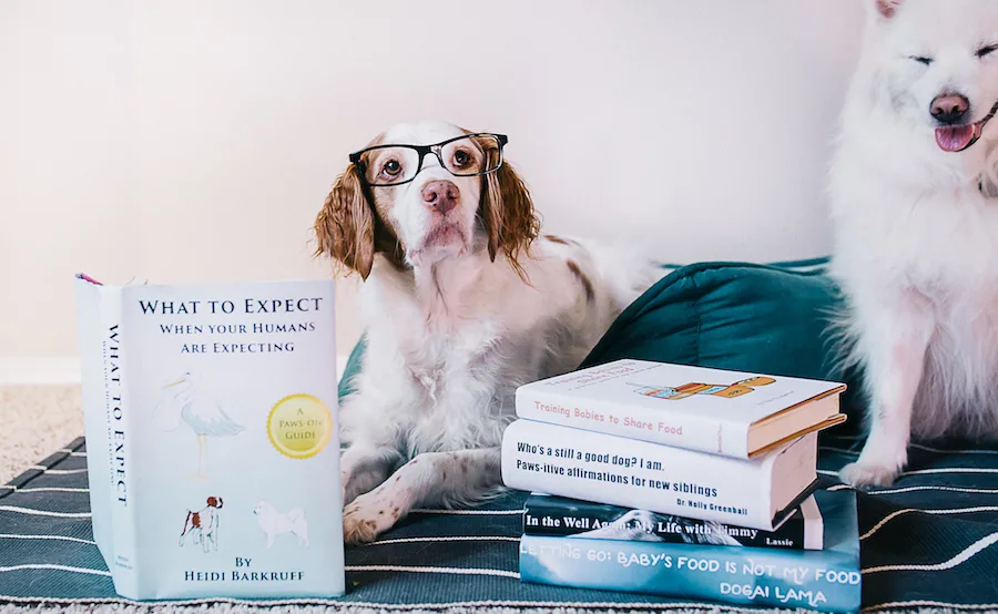 dogs reading books to announce pregnancy