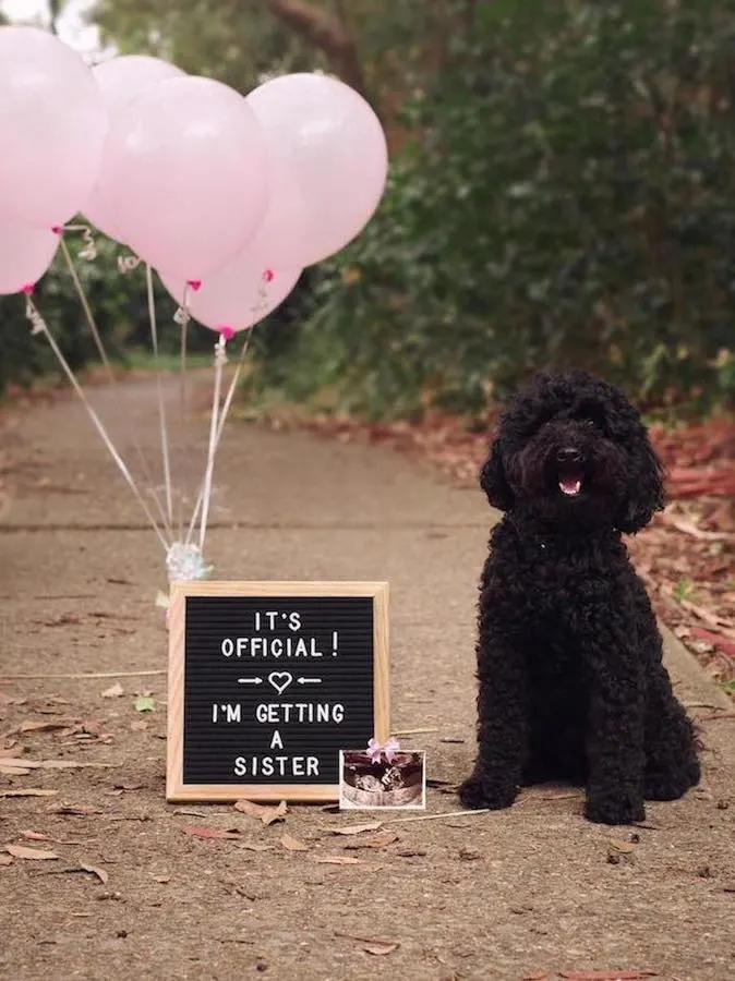 dog pregnancy announcement with dog and balloons