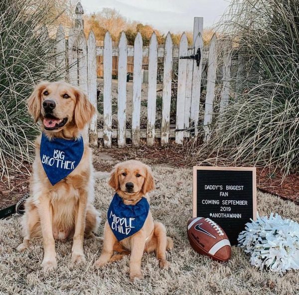 20 Cute Dog Pregnancy Announcements The Postpartum Party