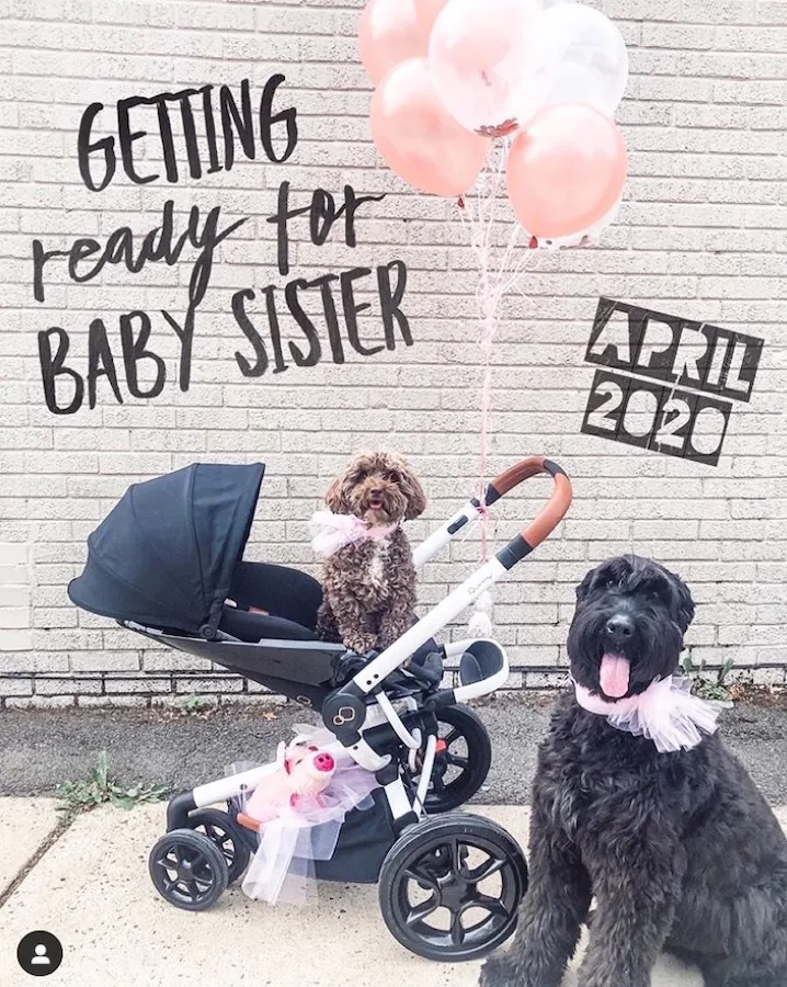 dog pregnancy announcement - dogs in scooter with pink balloons