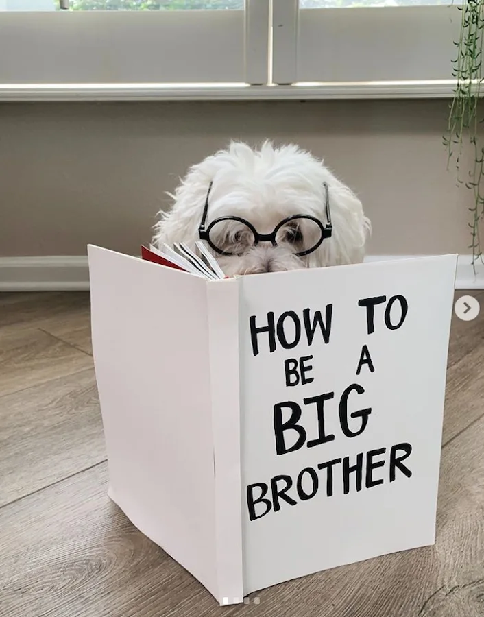 dog reading a book to announce being a big brother