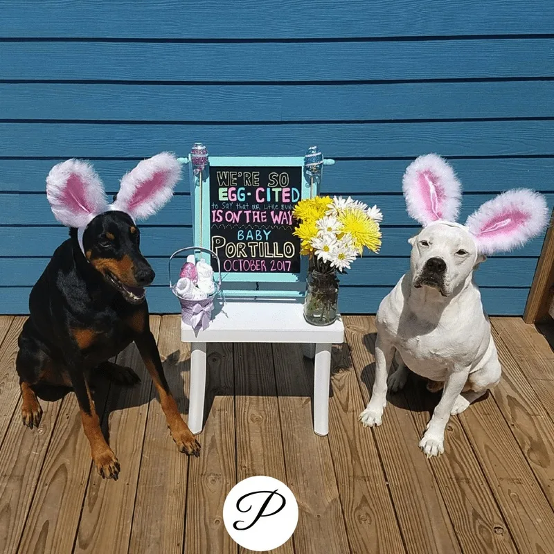 dogs wearing bunny ears for a Spring pregnancy announcement
