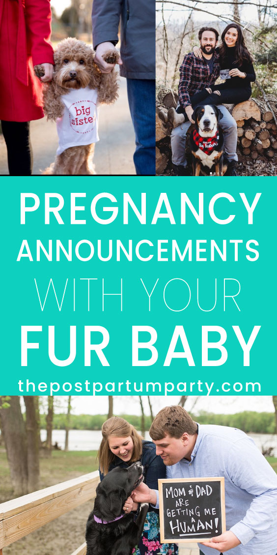 20 Pawsome Dog Pregnancy Announcements - The Postpartum Party