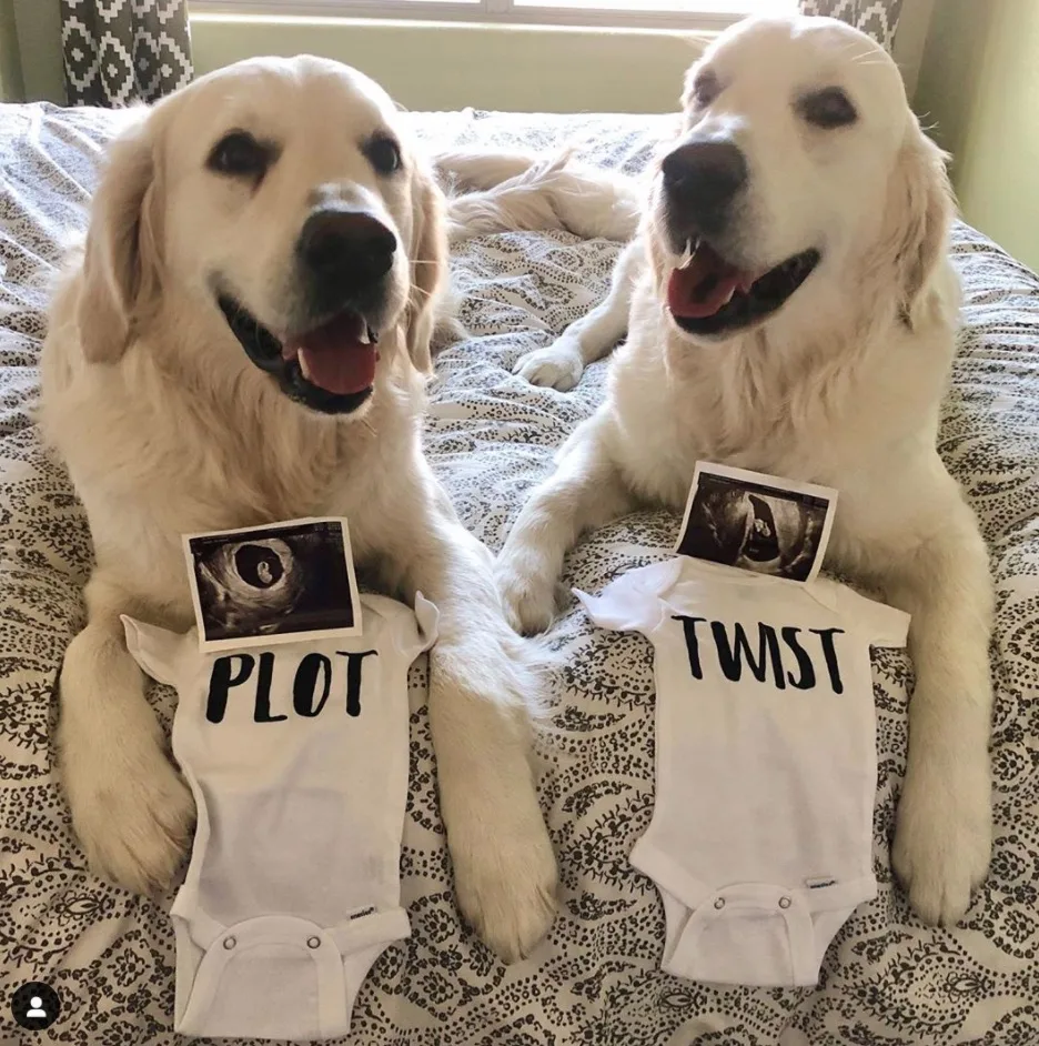 dogs with baby onesies for twin pregnancy announcement