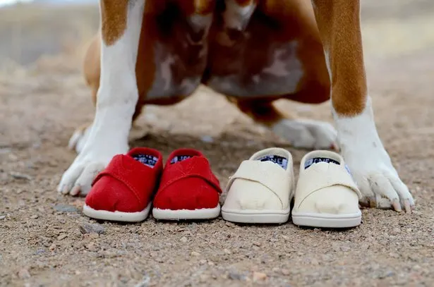dog with two pairs of baby shoes for twin pregnancy announcement