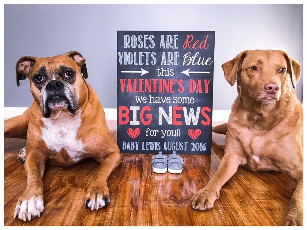 dog pregnancy announcement