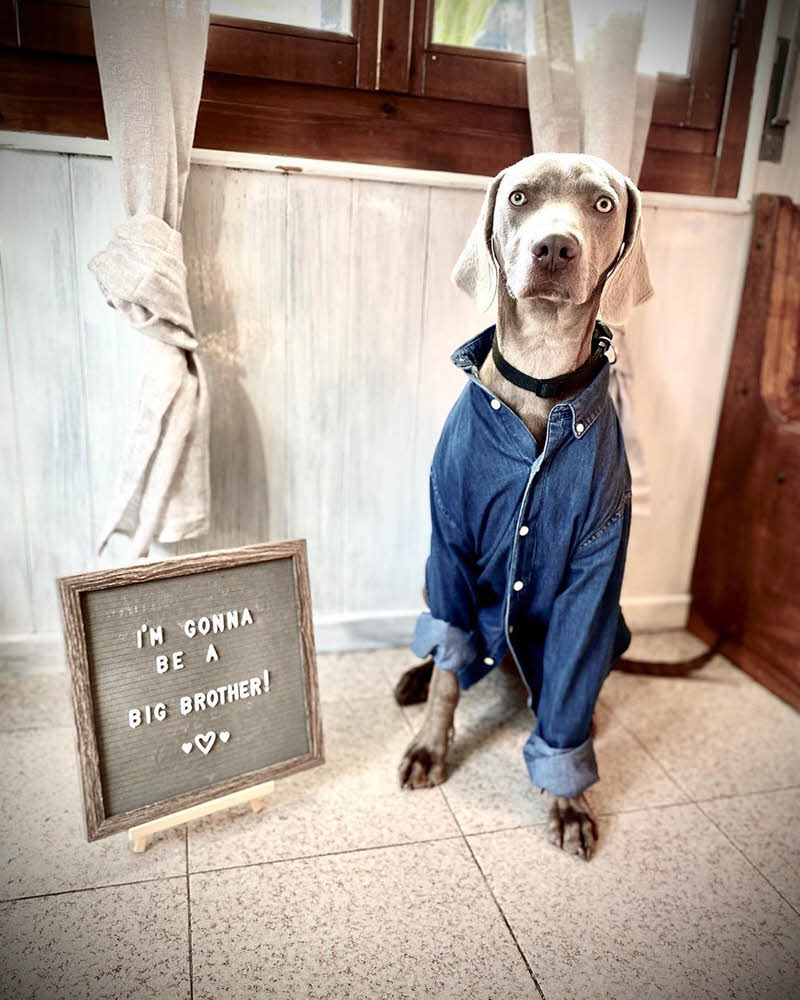 dog next to letter board pregnancy announcement