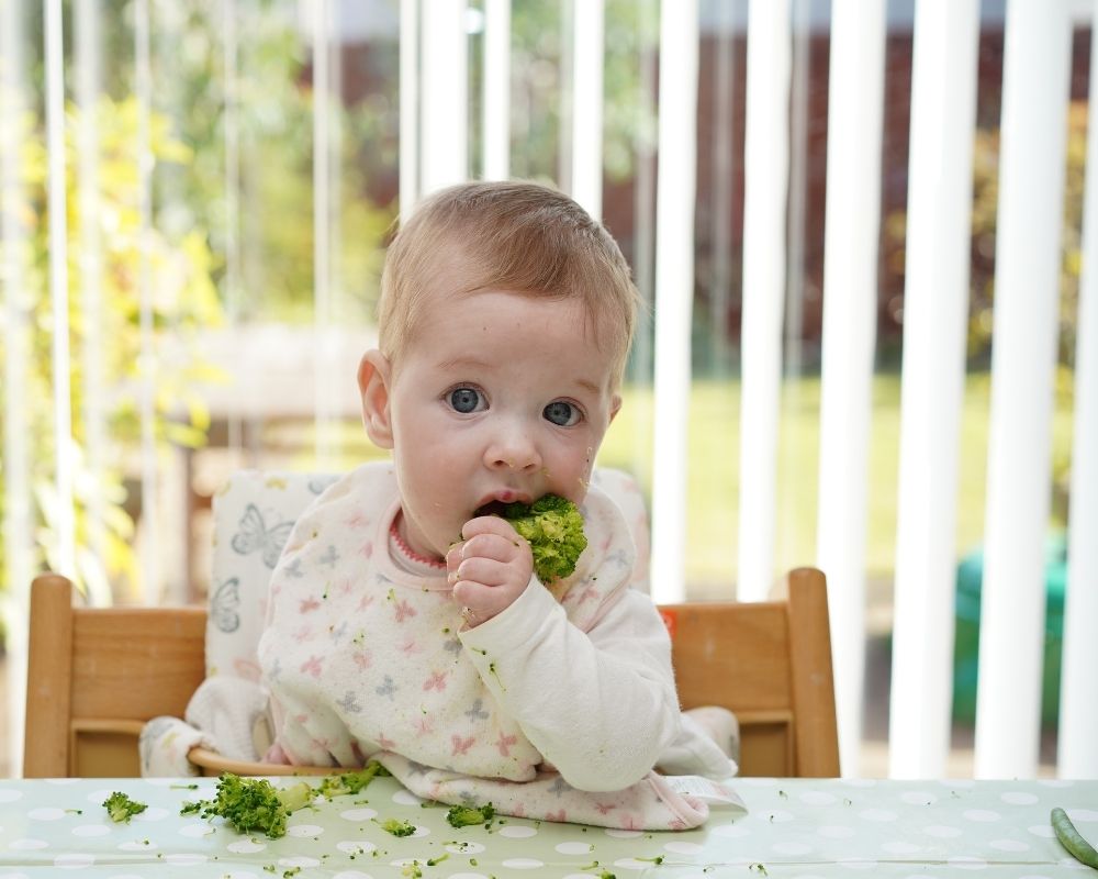 baby led weaning vs purees: baby eating broccoli