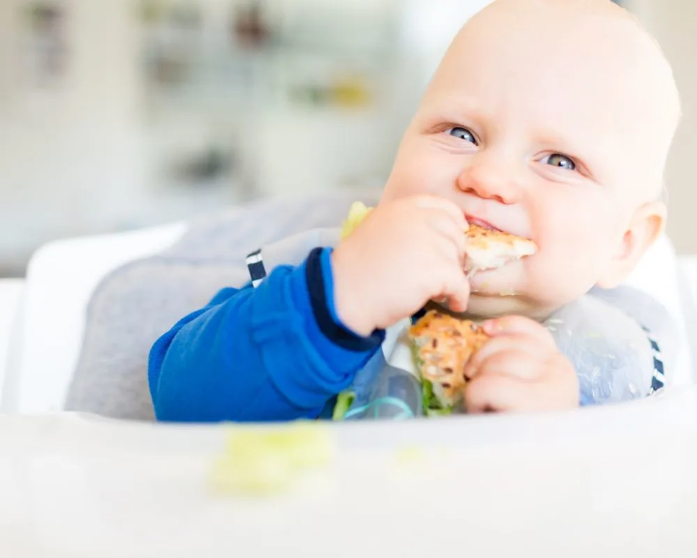 baby eating bread the baby led weaning way in a highchair