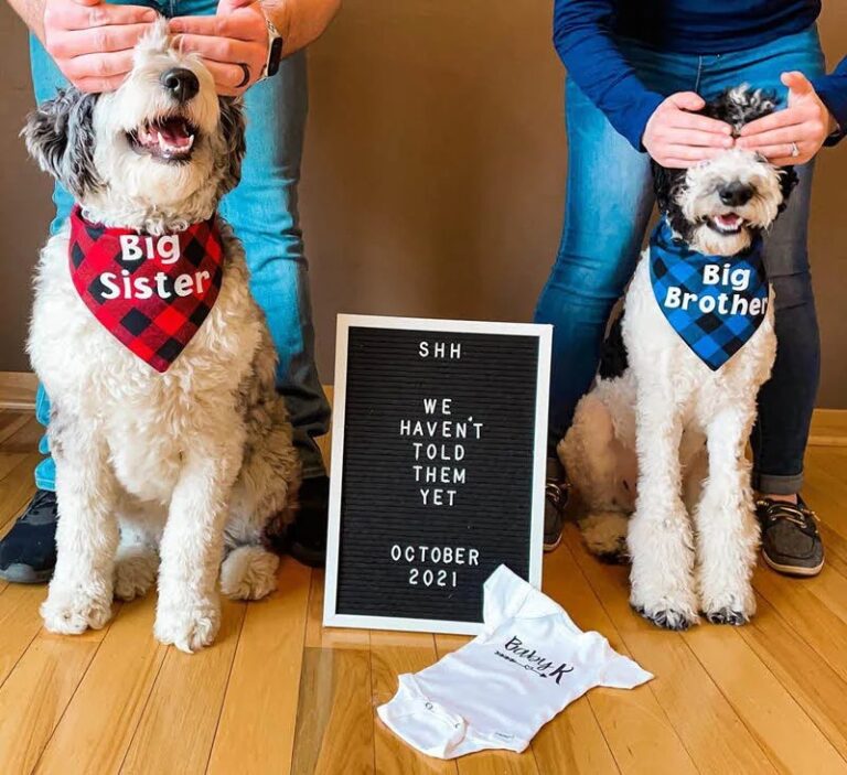 35 Funny Pregnancy Announcement Ideas The Postpartum Party