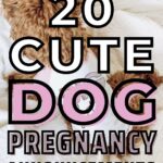 dog pregnancy announcement pin image